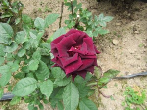 Cameron Highlands-078